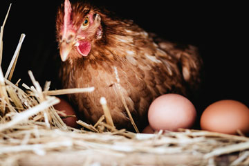 Glückliches Huhn legt 2 Eier