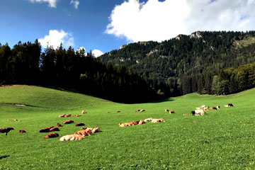 Murbodner Rinder auf der Weide