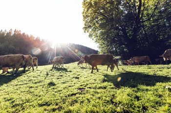 Murbodner Rinder auf der Weide - Foto: Karoline Karner