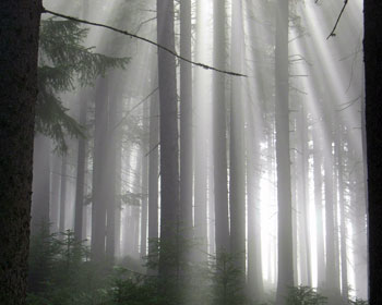 Sonnenstrahlen kämpfen sich durch vernebelten Wald 