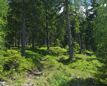 Wald mit sattem grünen Waldboden und naturbelassenem Weg