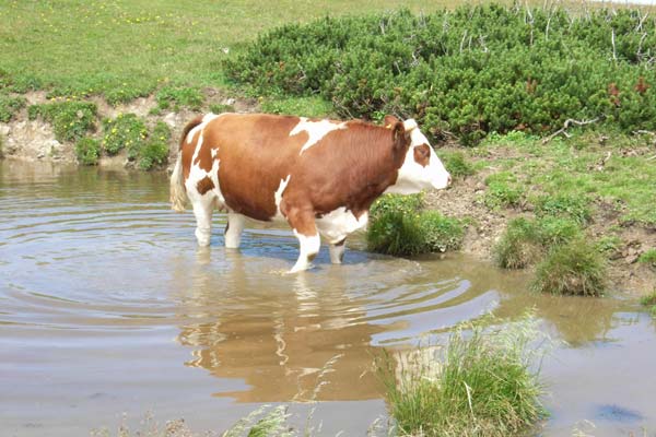 Badetag einer Kuh
