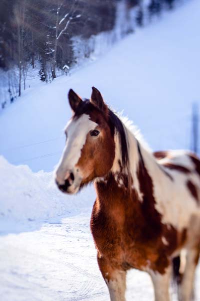 Pferd im Winter